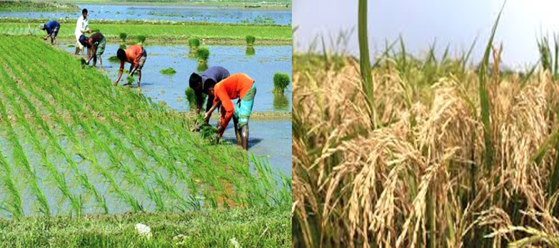 Irrigation and Fertilizer issues may reduce Boro rice production: USDA