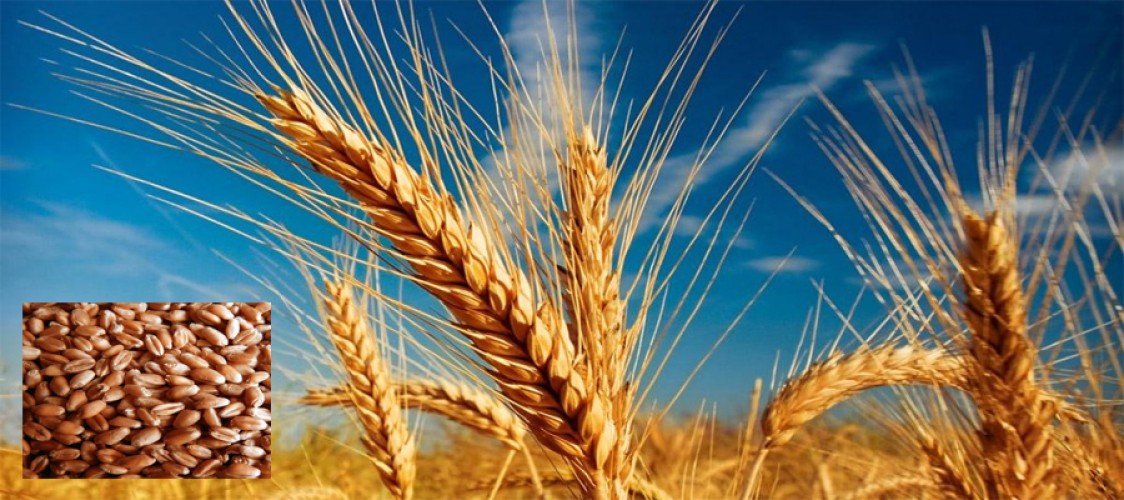 These are the top 10 countries that produce the most wheat